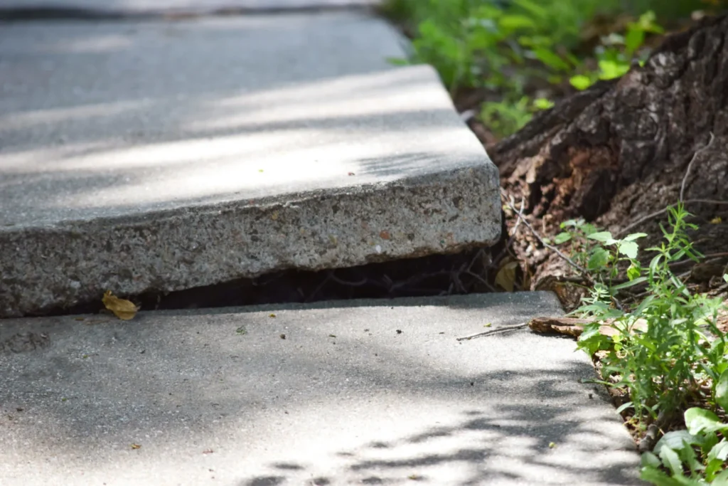 Tree Root Damage to Sidewalk
